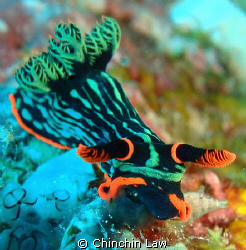 munchy munchy!!! dusky nembrotha by Chinchin Law 